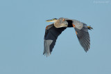 _JFF9841 Great Blue Heron Flight.jpg