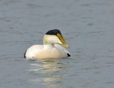 Male Eider.jpg