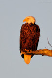 _NAW0245 Blad Eagle at Sunrise.jpg