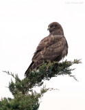 _NAW1108 Dark Morph Rough Leh Hawk in Cedar.jpg