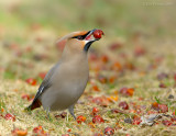 _DSC5923 Bohemian Waxwing