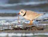 piping_plovers_2