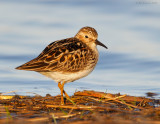 _NW83593 Least Sandpiper at Dawn.