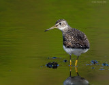 _NW83637 Solitary Sandpiper