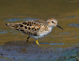 _NW83699 Least Sandpiper