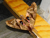 Blinded Hawk Moth - Paonias excaecatus