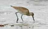 Willet, juvenile