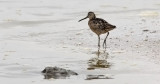 Short-billed Dowitcher, alternate