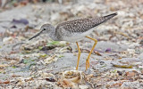 Lesser Yellowlegs, juvenile