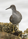 Wandering Tattler, (#3 of 3)