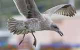 Western Gull, juvenile