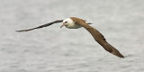 Laysan Albatross