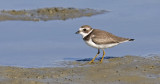 Semipalmated Plover, basic adult