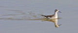 Red-necked Phalarope, juvenile