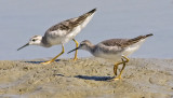 Wilsons Phalaropes, imm. (#2 of 3)