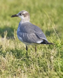 Laughing Gull, 2nd cycle