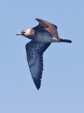 Parasitic Jaeger, imm. (#1 of 2)