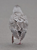 Glaucous-winged Gull, 1st cycle