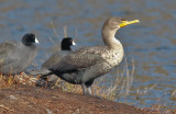 Double-crested Cormorant, Juv.