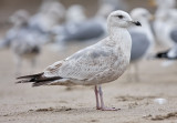 Thayers Iceland Gull, 2nd cycle