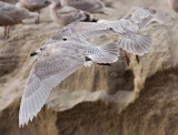 Glaucous-winged Gull, 1st cy (front) with probable 1st cy GW x GU (rear)