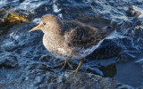 Rock Sandpiper, early prealternate (#3 of 3)