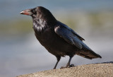 Common Raven