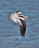 American Avocet, prealternate