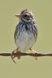 Savanna Sparrow