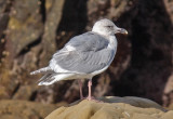 Glaucous-winged x Western Gull, 3rd cycle