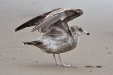 California Gull, 1st cycle (#2 of 2)