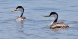 Clarke's Grebe (left) with Western Grebe, alternate adults (#2 ofd 2)