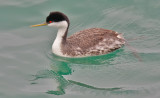 Western Grebe, alternate adult