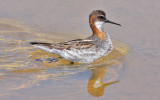 Red-necked Phalarope, alternate, (#2 of 2)
