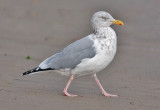 Herring Gull, basic adult