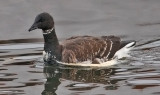 Brant