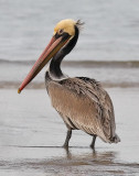 Brown Pelican, prealternate adult