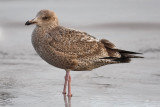 Herring Gull, 1st cycle