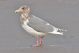 Glaucous-winged Gull, basic adult