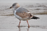 Western Gull, 2nd cycle