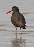 Black Oystercatcher