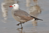 Heermanns Gull banded 3rd cycle