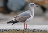 Western Gull, 2nd cycle