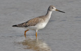 Greater Yellowlegs, basic