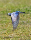 Mountain Bluebird, male