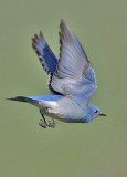 Mountain Bluebird, male