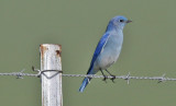 Mountain Bluebird, male