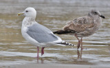 Thayers Iceland Gull, basic adult with 1st cy Western Gull