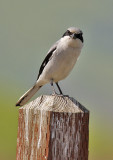 Loggerhead Shrike