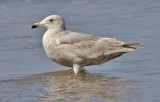 Glaucous-winged Gull, 2nd cycle (1 of 2)